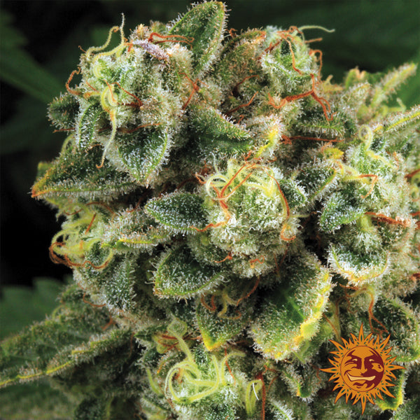 Tropicanna Banana 3 u. fem. Barney's