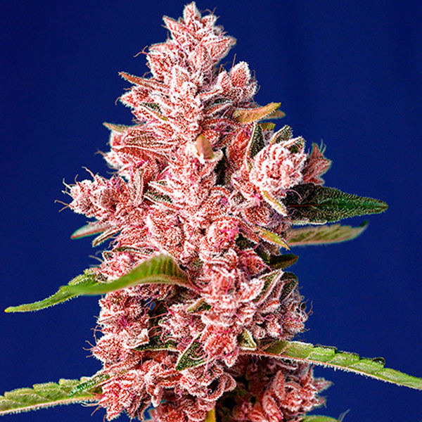 Tropicanna Poison F1 Fast Version 3+1 u. fem. Sweet Seeds