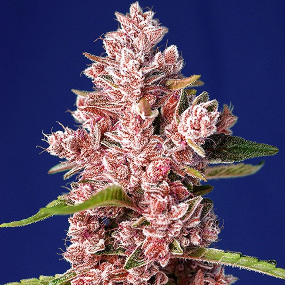 Tropicanna Poison F1 Fast Version 25 u. fem. Granel Profesionales Sweet Seeds