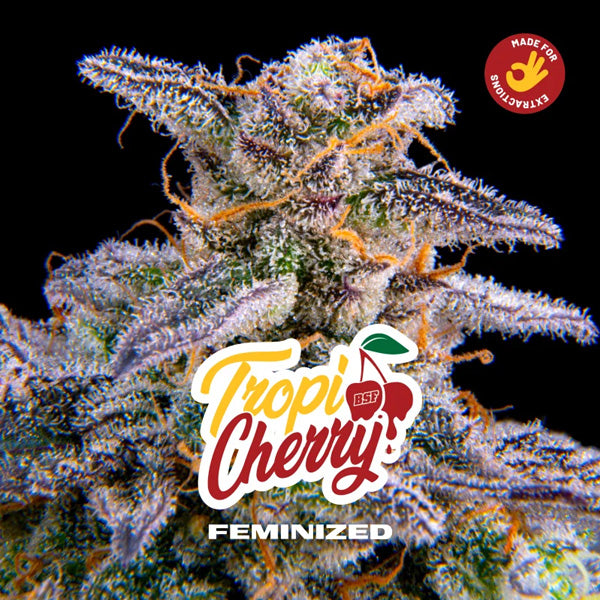 Tropicherry 2 u. fem BSF Seeds