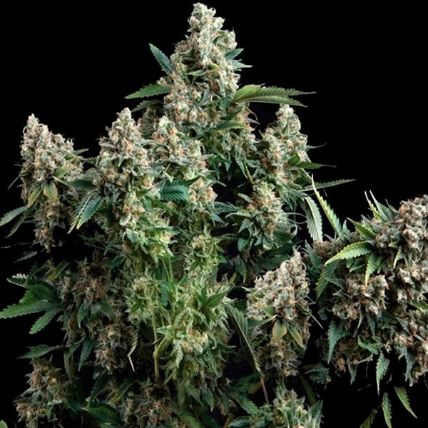 Tutankhamon 5 u. fem. Pyramid Seeds