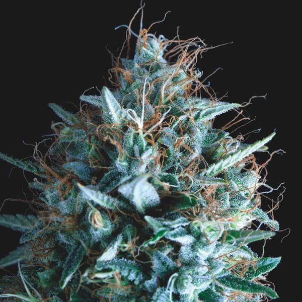 Tutankhamon x Runtz 5 u. fem. Pyramid Seeds Gold Line