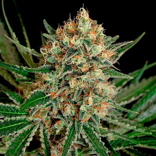 Txerri Bilbo Haze 1 u. fem. Genehtik