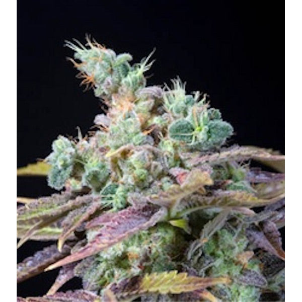Txomango 5 u. fem. Genehtik Seeds