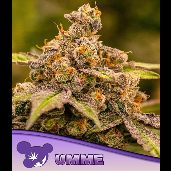 UMME 5 u. fem Anesia