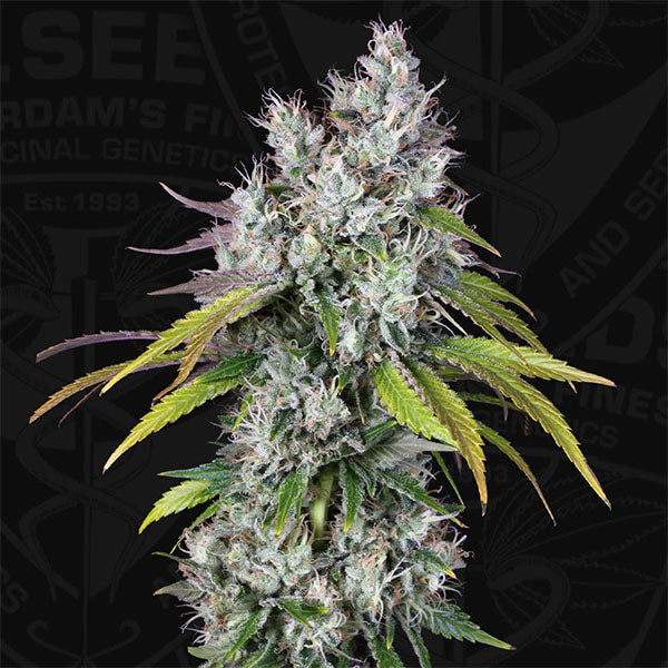 Underdawg OG 5 u. fem. T.H. Seeds