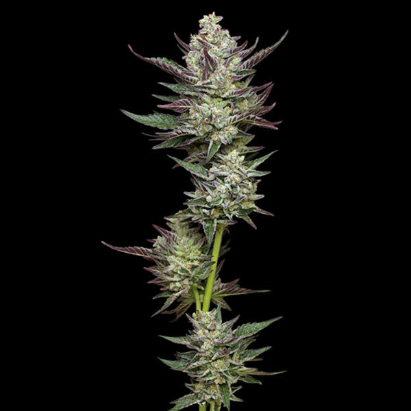 Vanilla Creme Pie 3 u. fem Humboldt Seeds Company
