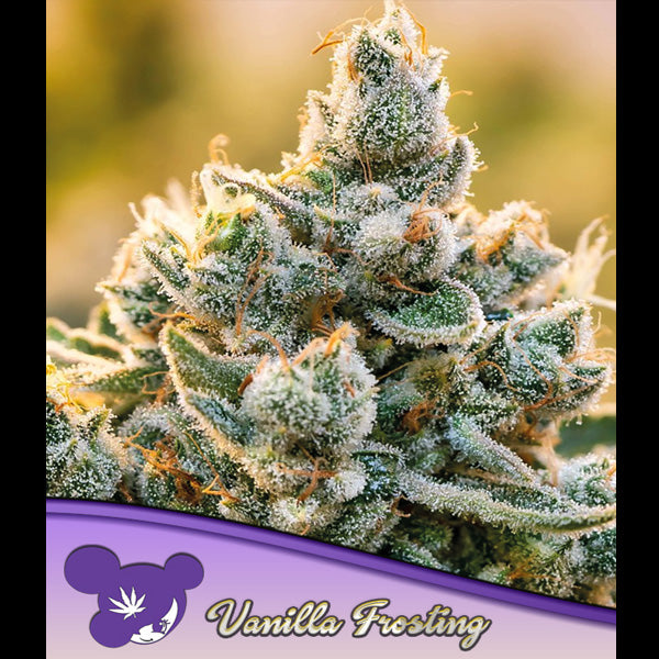 Vanilla Frosting 3 u. fem Anesia