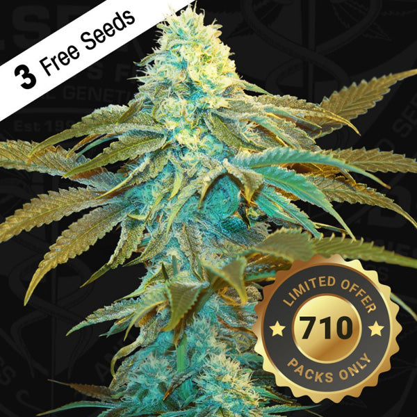 Vanilla Sundae 5 u. fem. 710 Limited Pack T.H. Seeds