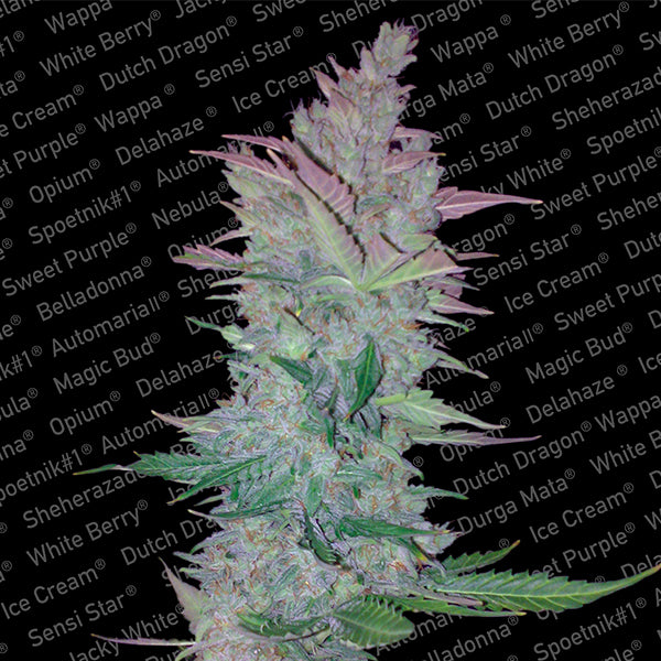 Vertigo 3 pc. fem. Paradise Seeds