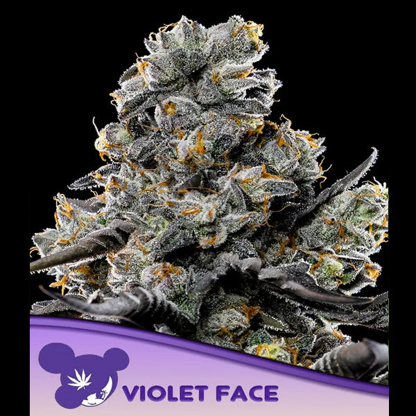 Violet Face 5 u. fem Anesia