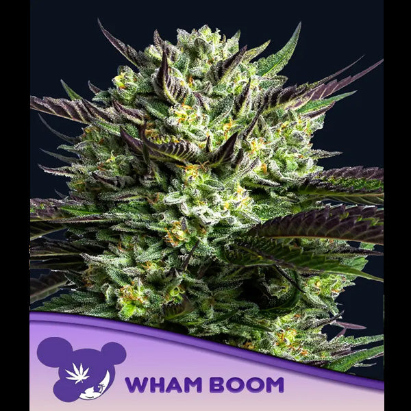 WHAM BOOM 3 u. fem Anesia