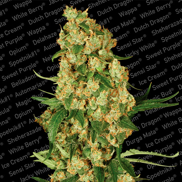 Wappa 10 units fem. Paradise Seeds