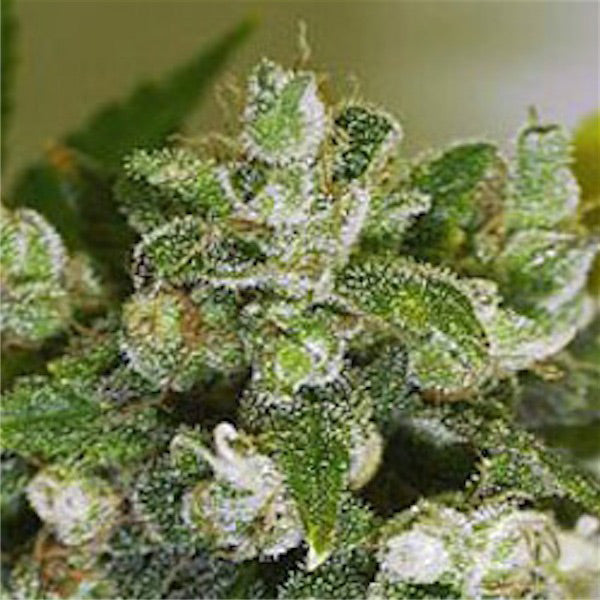 Warlock - 6 pcs. fem. Serious Seeds