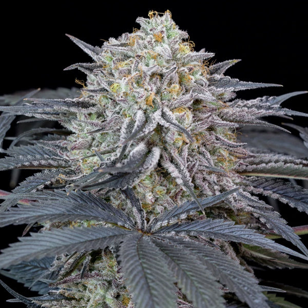 Watermelon Runtz 5 pcs Silent Seeds