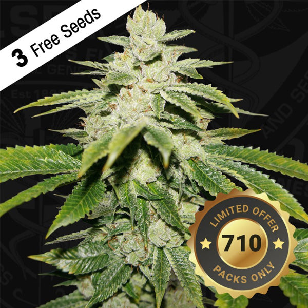 Watermelon Ultra 2 pz. fem. 710 Limited Pack T.H. Seeds.