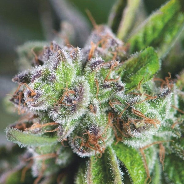 Watermelon Zkittlez 3 u. fem. Pyramid Seeds