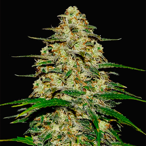 Wedding Cheesecake Auto 5 u. fem. FastBuds Seeds