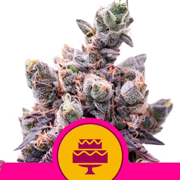 Wedding Gelato 1 u. fem. Royal Queen