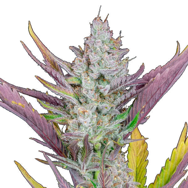 Wedding Glue Auto 5 pcs. fem. FastBuds Seeds