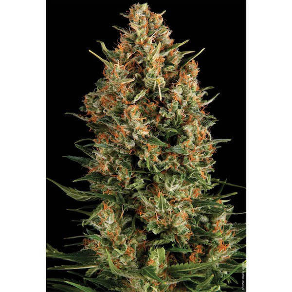 Wembley 1 u. blister x 12 u. fem. Pyramid Seeds