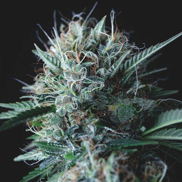 Wembley x Mendocino 5 u. fem. Pyramid Seeds Gold Line