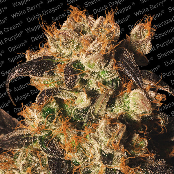White Berry 3 u. fem. Paradise Seeds