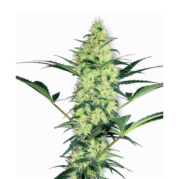 White Diesel 5 unità fem. White Label