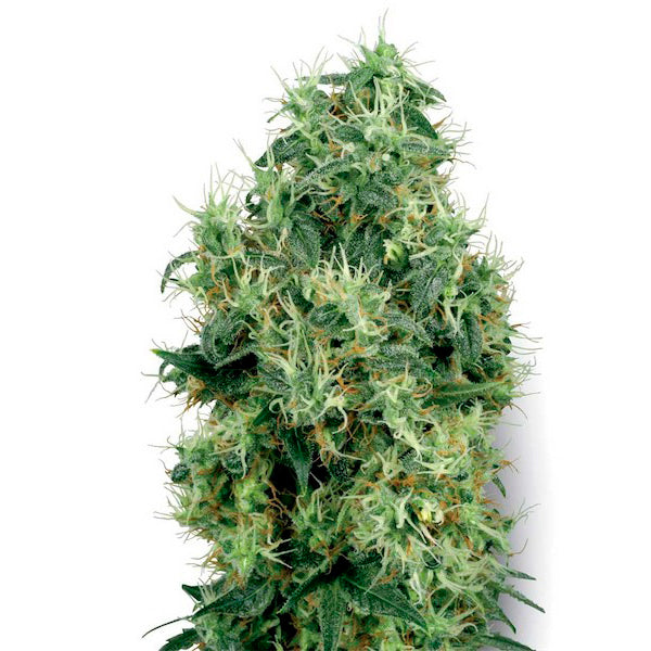 Oro Bianco 1 u. fem. White Label