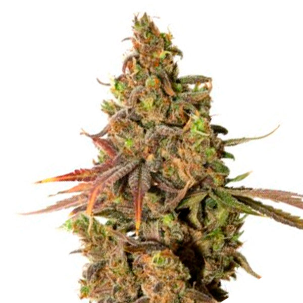 White Gold 3 u. fem. Expert Seeds