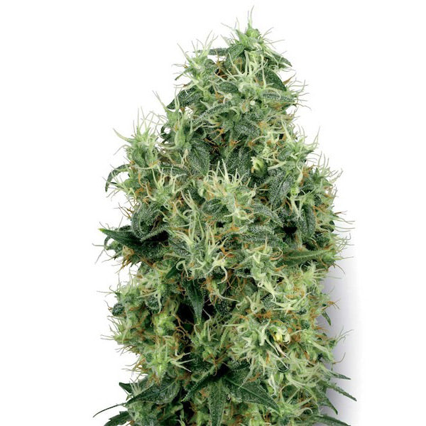 White Gold 5 u. fem. White Label