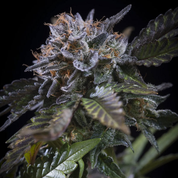 White Noise 3 u. fem. Paradise Seeds