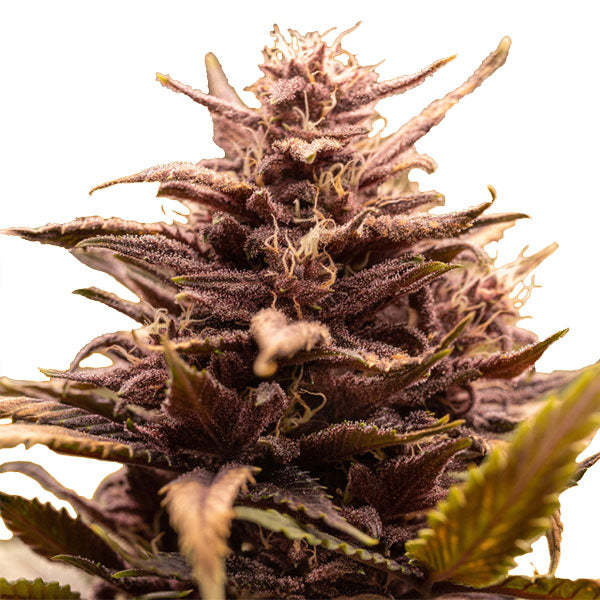 White Raspberry Truffle 1 u. fem. Original Sensible