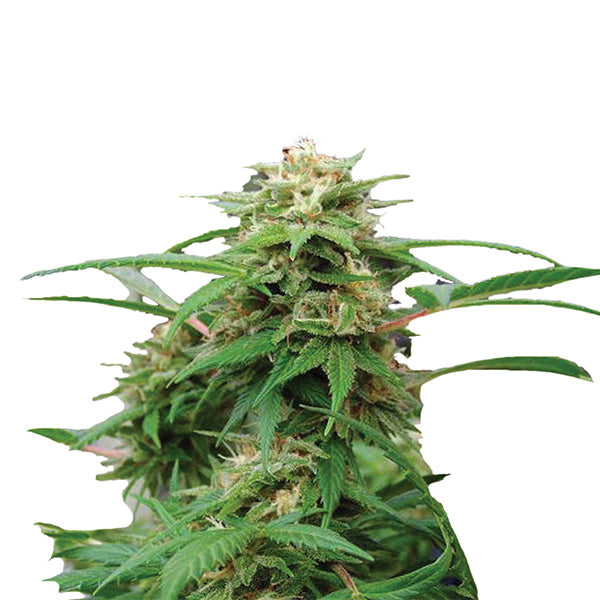 White Rhino 5 u. fem. Nirvana