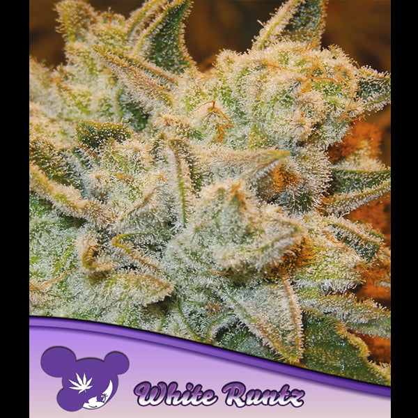 White Runtz 5 u. fem Anesia