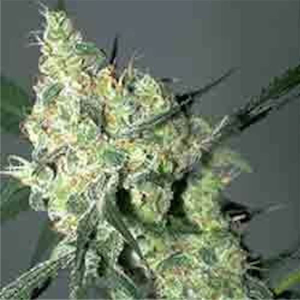 White Russian - 6 u. fem. Serious Seeds