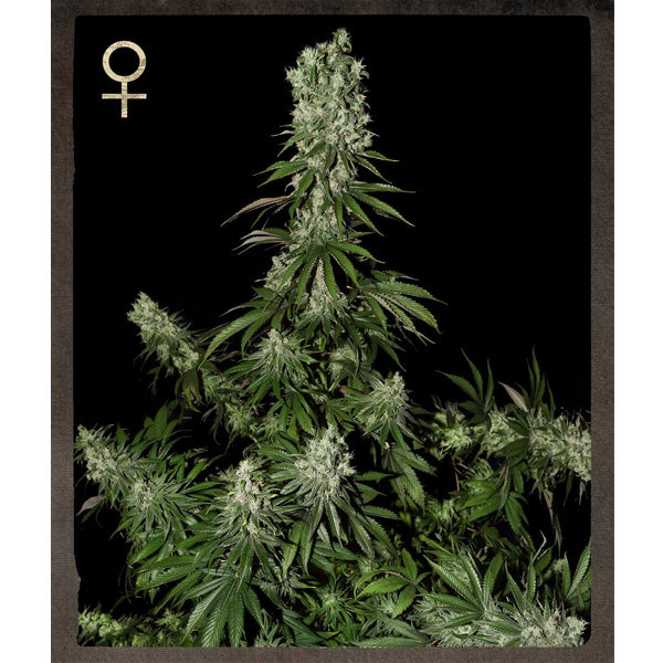 White Strawberry Skunk 3 u. fem. Strain Hunters