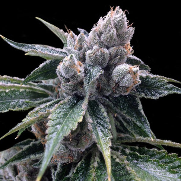 White Walker Kush 10 pcs. fem. DNA Genetics