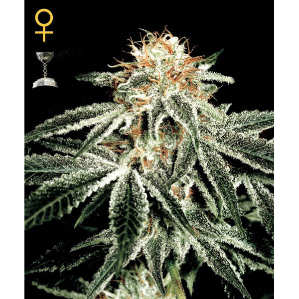 White Widow 3 pz. femminizzata Green house