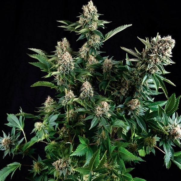 White Widow 5 u. fem Pyramid Seeds