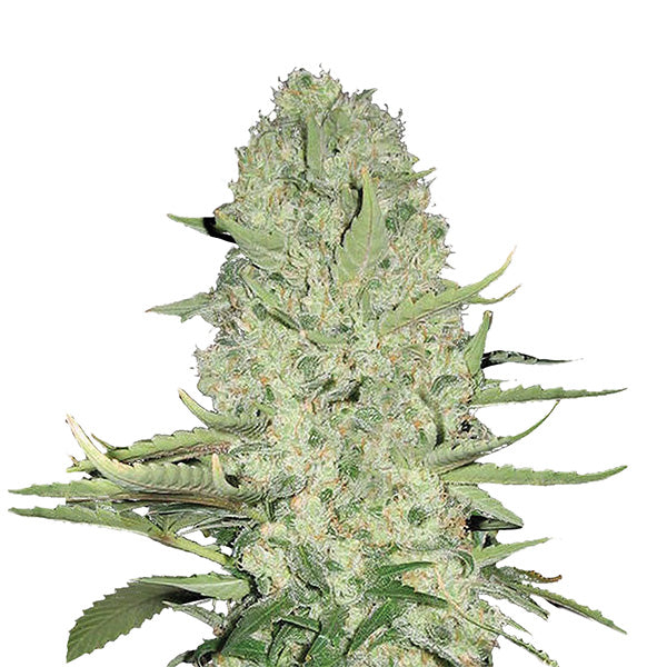 White Widow 10 pcs. fem. Nirvana