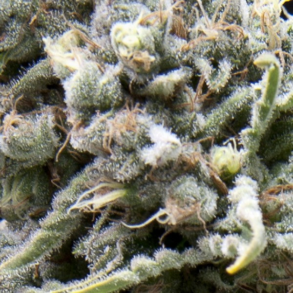 White Widow CBD 3 pc. fem. Pyramid Seeds