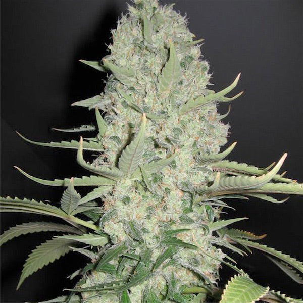 White Widow x Big Bud 10 pz. fem. Female Seeds