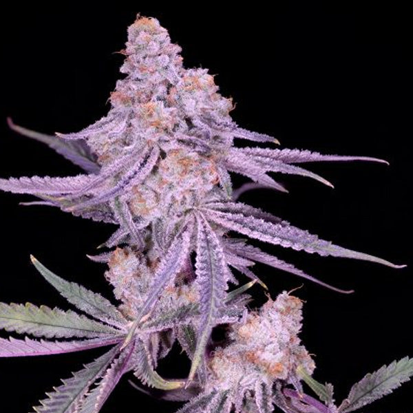 Winter Sunset #4 - 2 u. fem Sacred Terps
