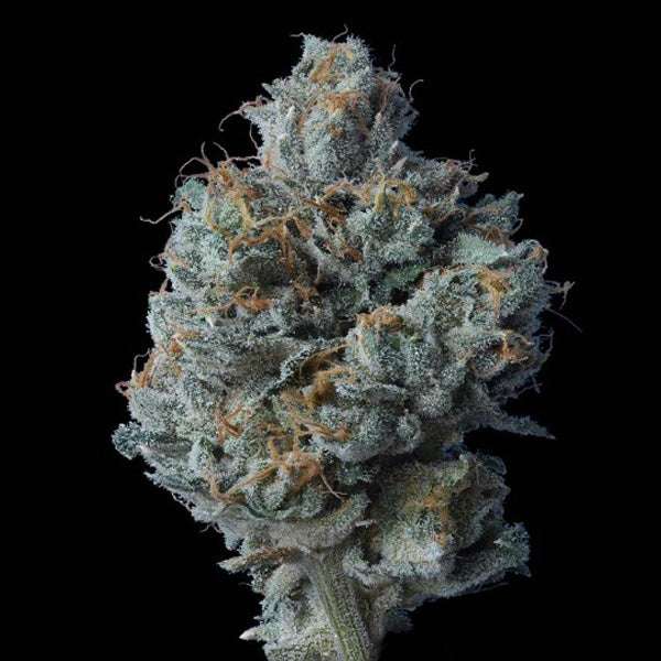 Zallah Bread 3 u. fem. DNA Genetics