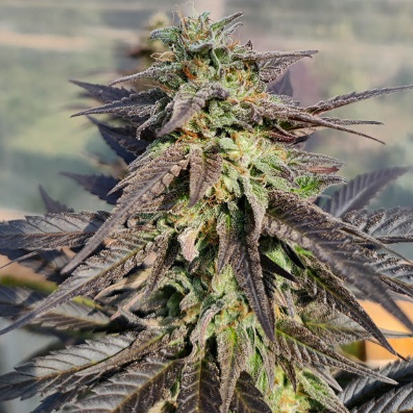 Zamaldelica x Kali China 3 u. fem. Ace Seeds
