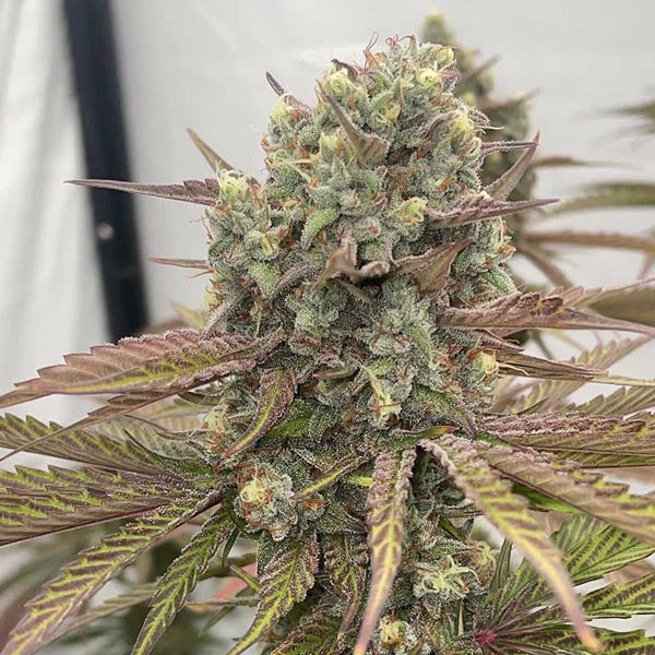 Zapplewoodz - 7 u. fem Conscious Genetics