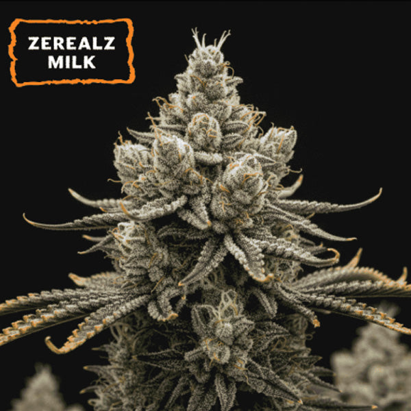 Zerealz Milk fem. 15 u. Seedstockers