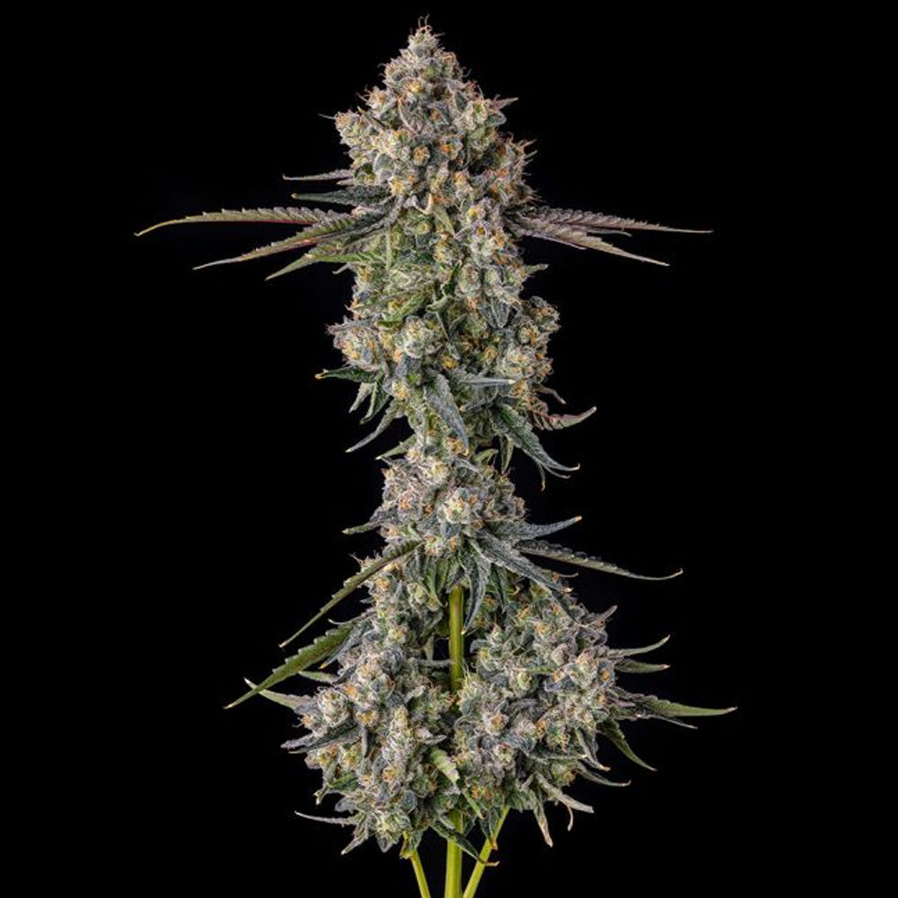 Zhampagne : Blue Nerdz (Blue Cookies x Zkittlez) x Pave - 7 u. Fem Compound Genetics