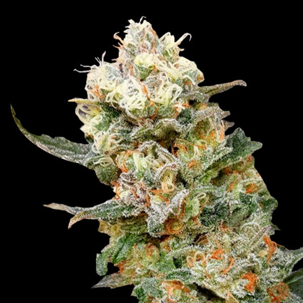 Zkittles Glue 5 pz. fem. Expert Seeds